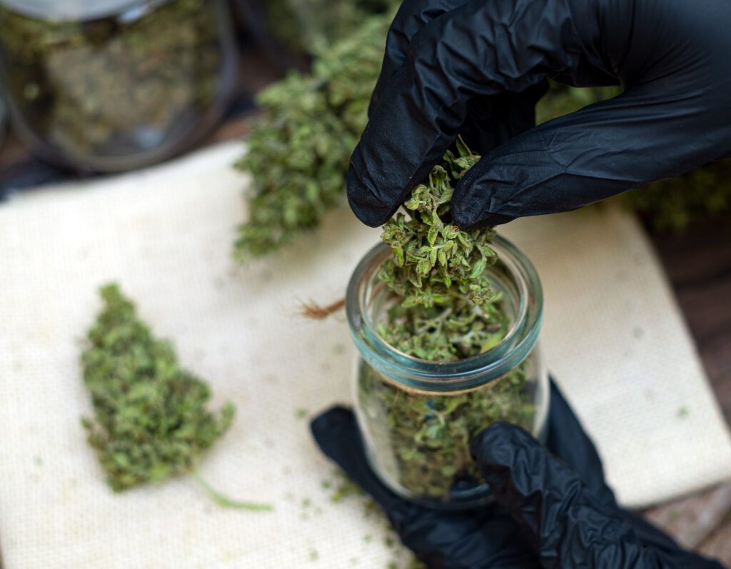 Gloved hands placing cannabis buds into a glass jar, illustrating marijuana possession laws in Canada.