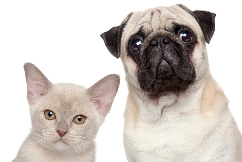 Cat and dog, animals