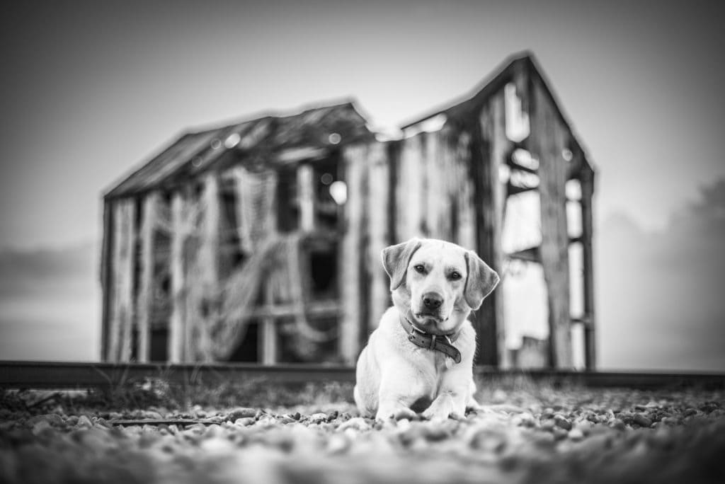 Golden Labrador Dog at Dungeness Beach, Kent, England, United Kingdom, Europe