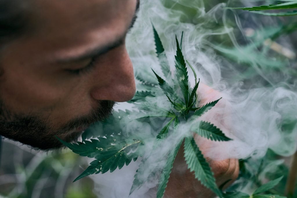 Caucasian man smoking near the large cannabis plant